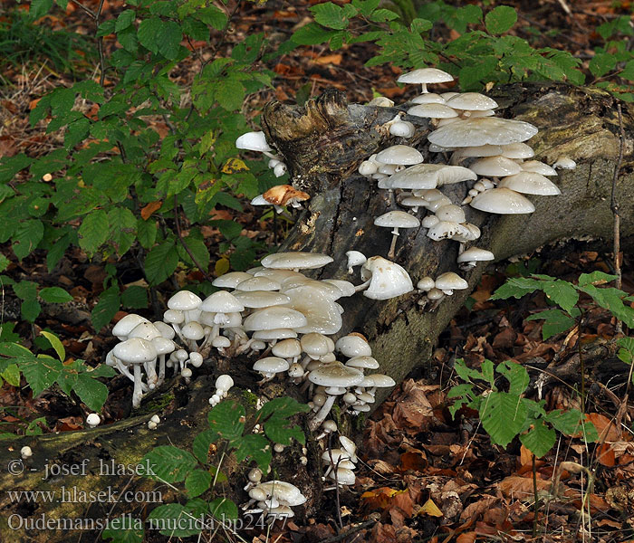 Porcelain Fungus Porcelænshat Posliinisieni Collybie visqueuse