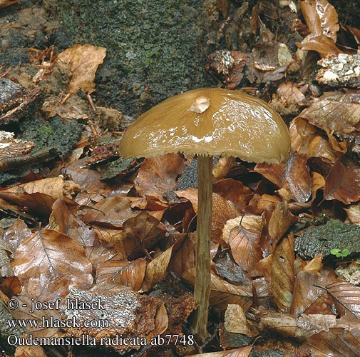 Oudemansiella radicata Collybia Slizečka ocasatá Penízovka kořenující kořenatá Collybie radicante Xerula radicata Deep Root Zavita širokolistka Monetka korzeniasta Korjenjača Wurzelnder Schleimrübling Удемансиелла корневая Sliznačka koreňujúca