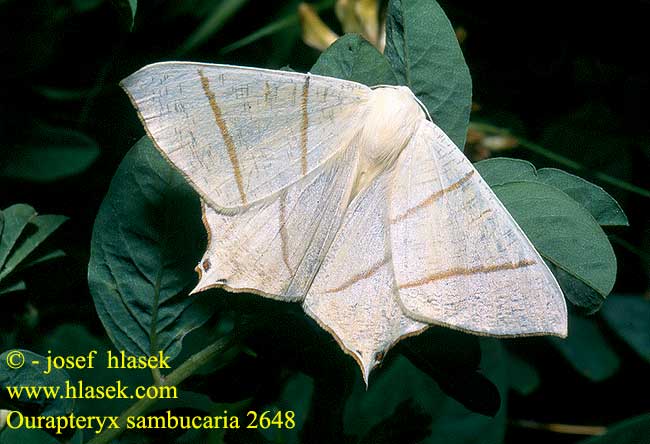 Ourapteryx sambucaria Swallow-tailed Moth Nachtschwalbenschwanz Nacht-Schwalbenschwanz Zejkovec bezový Bodzieniec bzowiak Listnatka bazová Svansmätare Stjertmaler Ritarimittari Natsvalehale Vliervlinder Phalène Sureau Пяденица бузинная Крылохвостка