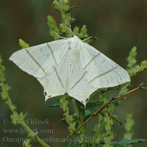 Natsvalehale Vliervlinder Phalène Sureau Пяденица бузинная Крылохвостка Ourapteryx sambucaria Swallow-tailed Moth Nachtschwalbenschwanz Nacht-Schwalbenschwanz Zejkovec bezový Bodzieniec bzowiak Listnatka bazová Svansmätare Stjertmaler Ritarimittari