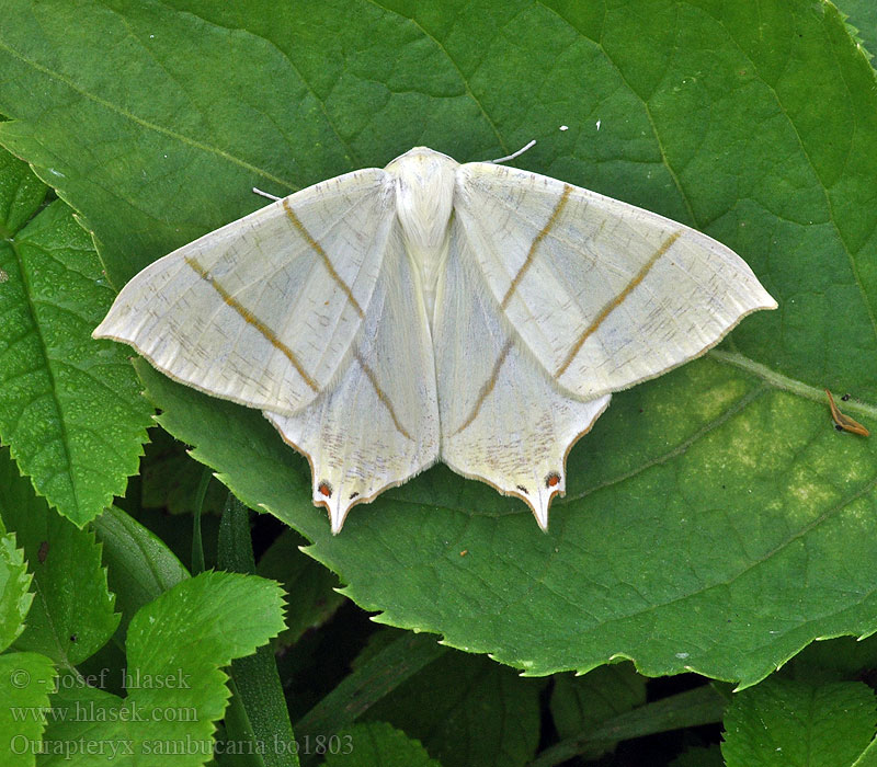 Ourapteryx sambucaria Пяденица бузинная Крылохвостка Svansmätare