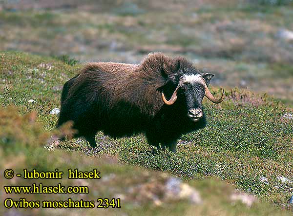 Ovibos moschatus Muskox Moschusochse pižmoňseverní