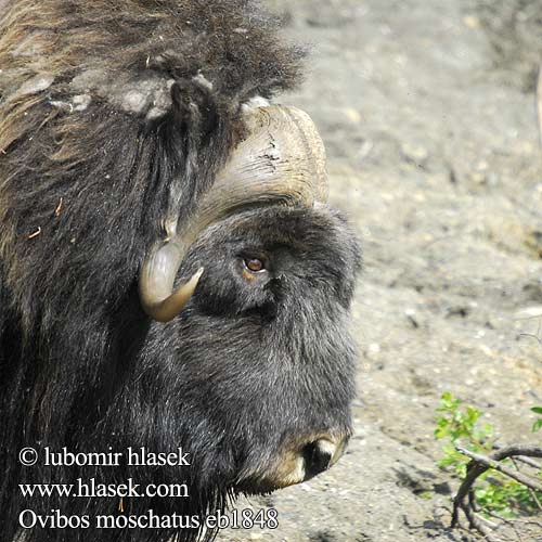 Ovibos moschatus Muskox Boeuf mosqué Moschusochse