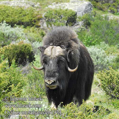 Ovibos moschatus 麝牛 Pižmoň severský Moškatno govedo