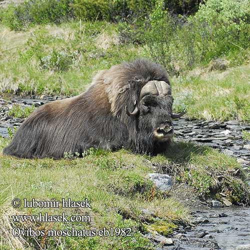 Ovibos moschatus Misk sığırı pézsmatulok Muskox Boeuf