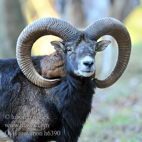 Mouflon Muflon Муфлон Mufló Mufflon Αγρινό Muflono Ovis orientalis მუფლონი Muflonas Moeflon Muflão Муфлон Mufloni Mufflonfår Ovis musimon 东方盘羊 ﾑﾌﾛﾝ