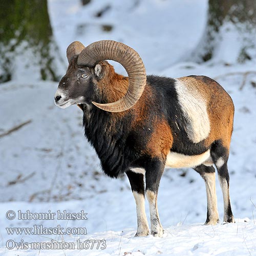 Ovis musimon Moeflon Muflão Муфлон Mufloni Mufflonfår 东方盘羊 ﾑﾌﾛﾝ Mouflon Muflon Муфлон Mufló Mufflon Αγρινό Muflono Ovis orientalis მუფლონი Muflonas