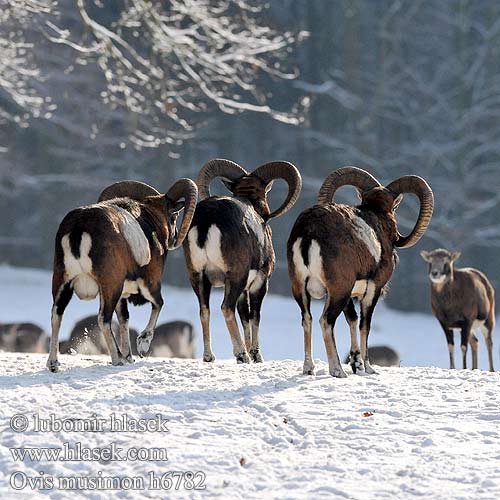 Муфлон Mufloni Mufflonfår 东方盘羊 ﾑﾌﾛﾝ Mouflon Muflon Муфлон Mufló Mufflon Αγρινό Muflono Ovis orientalis მუფლონი Muflonas Ovis musimon Moeflon Muflão