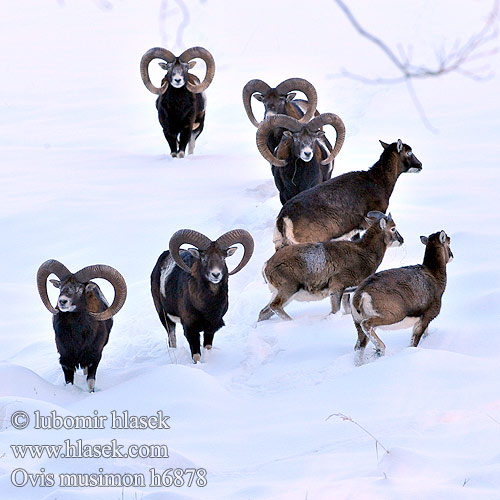 Mufflonfår 东方盘羊 ﾑﾌﾛﾝ Mouflon Muflon Муфлон Mufló Mufflon Αγρινό Muflono Ovis orientalis მუფლონი Muflonas Ovis musimon Moeflon Muflão Муфлон Mufloni