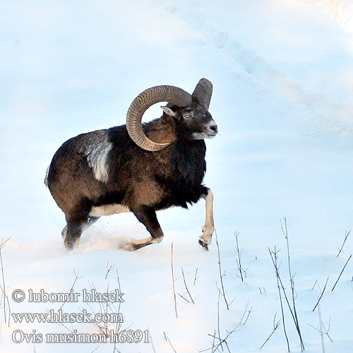 ﾑﾌﾛﾝ Mouflon Muflon Муфлон Mufló Mufflon Αγρινό Muflono Ovis orientalis მუფლონი Muflonas Ovis musimon Moeflon Muflão Муфлон Mufloni Mufflonfår 东方盘羊