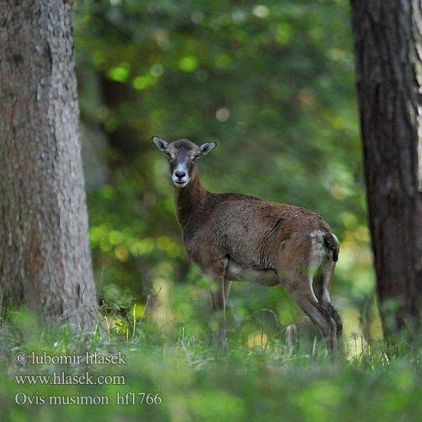 Ovis musimon Mouflon Muflon