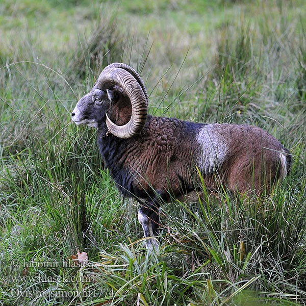 Ovis musimon Mufflon Αγρινό Muflono