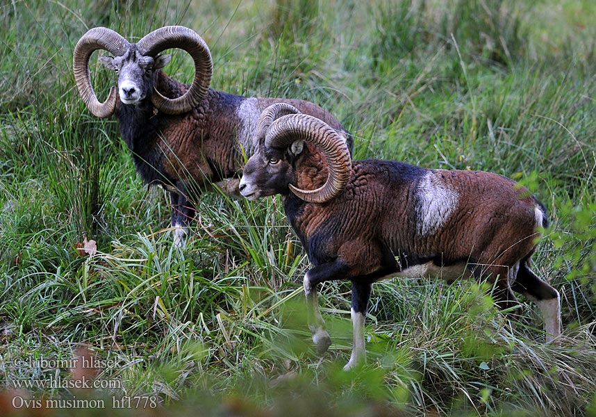 Ovis musimon Ovis orientalis მუფლონი Muflonas