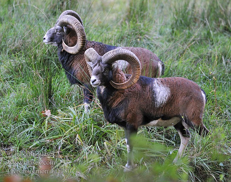 Ovis musimon Moeflon Muflão Муфлон