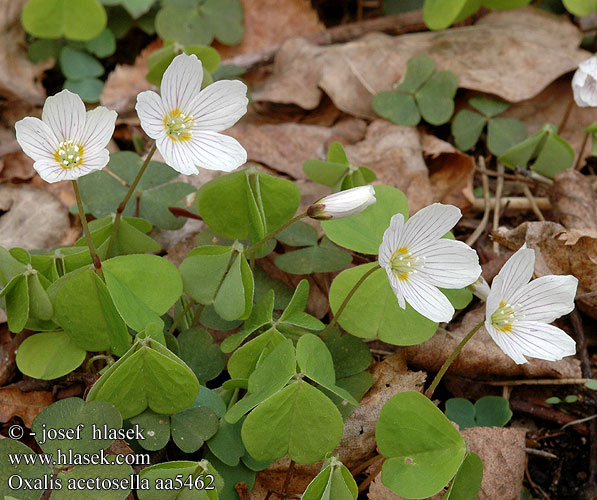 Oxalis acetosella Šťavel kyselý Wald-Sauerklee Wood-sorrel