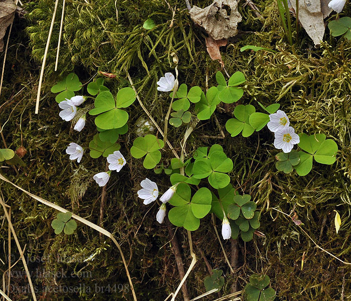 Кислица обыкновенная 白花酢浆草 Квасениця звичайна コミヤマカタバミ