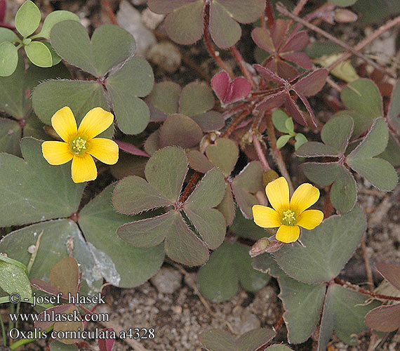 Oxalis corniculata