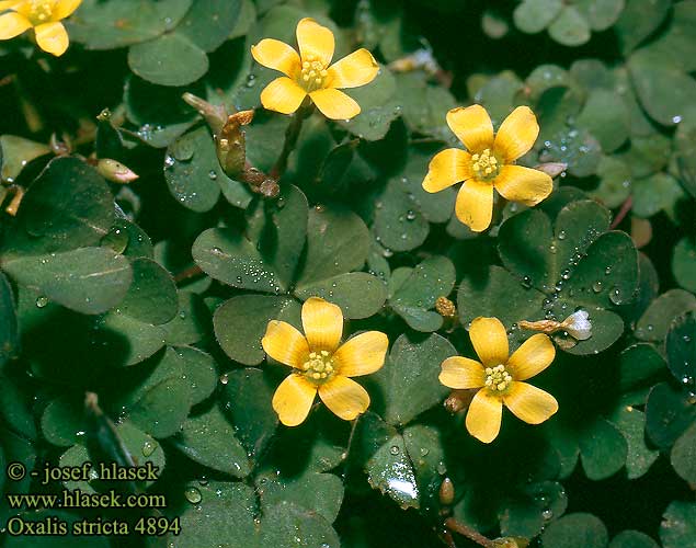 Oxalis stricta