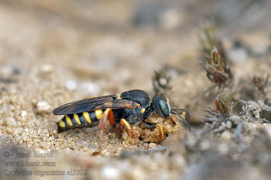 Oxybelus argentatus