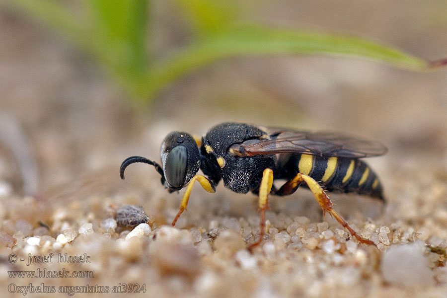 Oxybelus argentatus