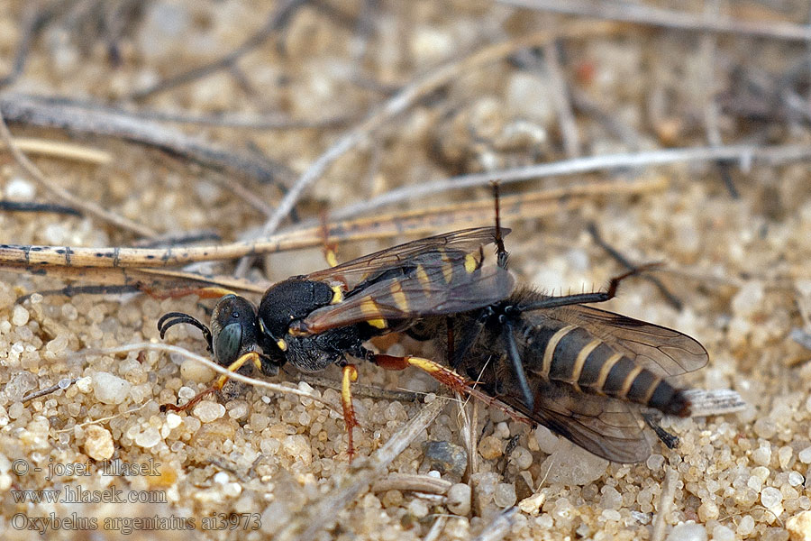 Oxybelus argentatus