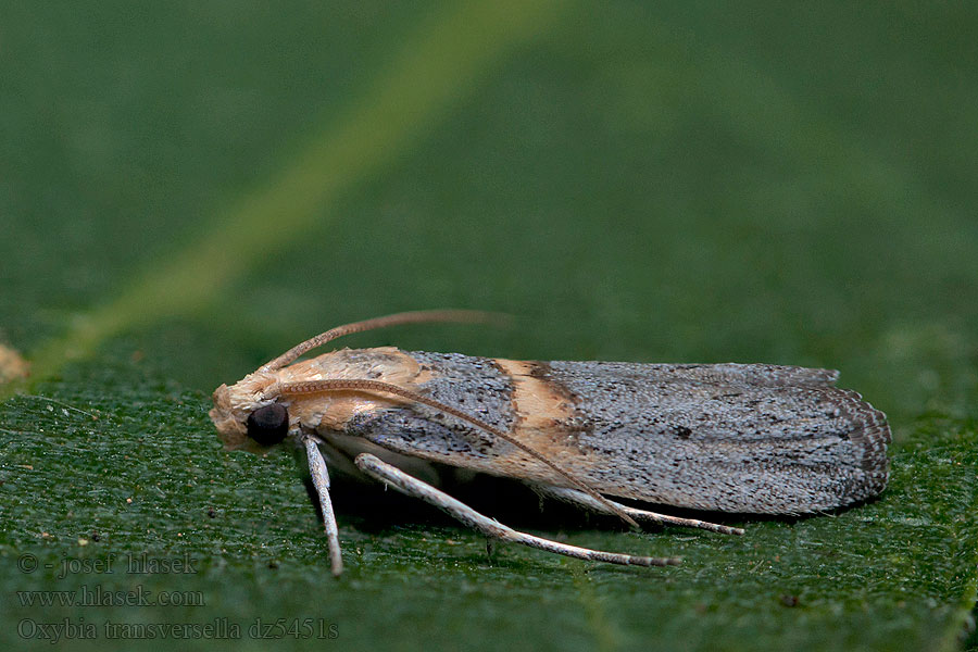 Oxybia transversella