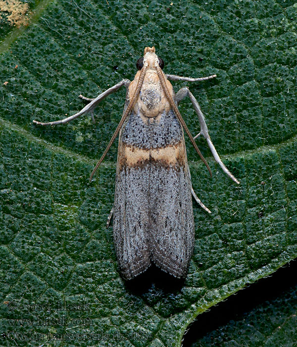 Oxybia transversella