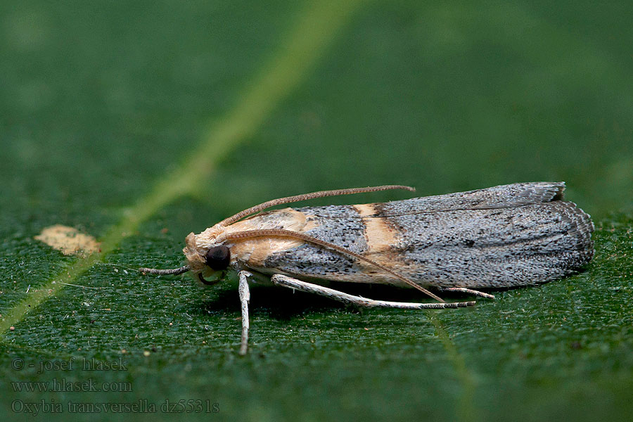 Oxybia transversella