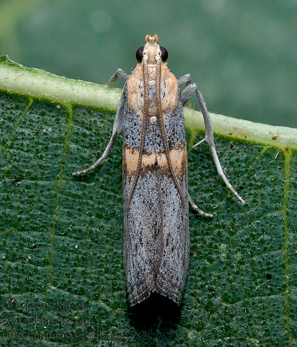 Oxybia transversella