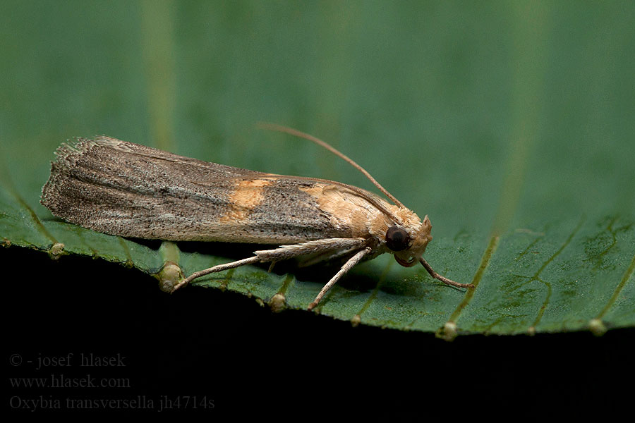 Oxybia transversella