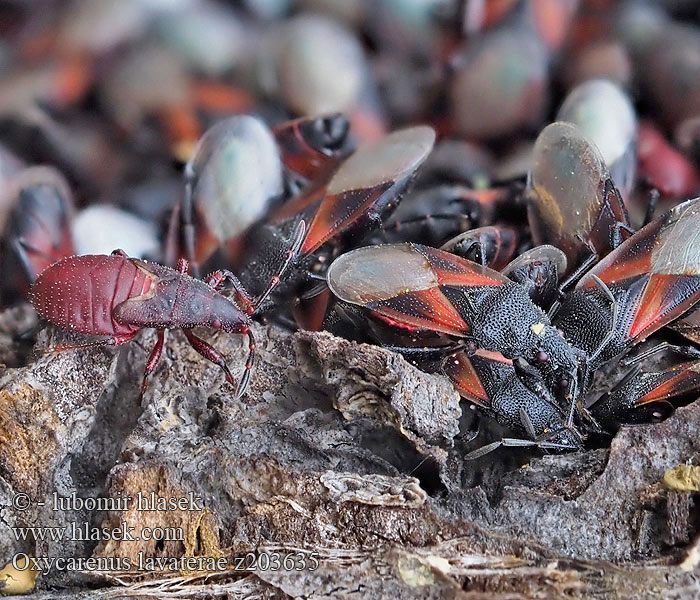 Oxycarenus lavaterae Blánatka lipová