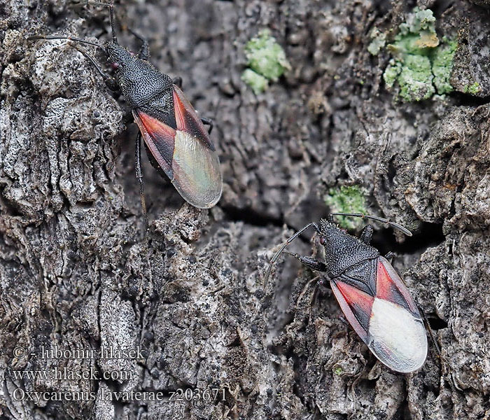 Oxycarenus lavaterae