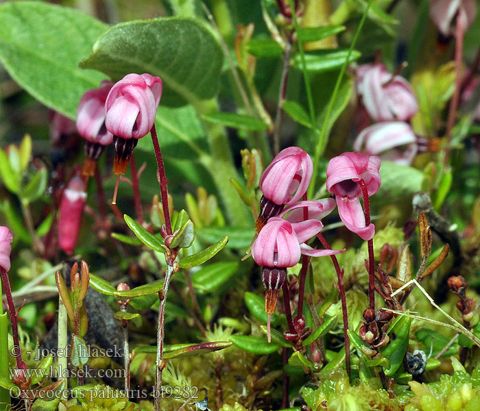 Oxycoccus palustris Vaccinium Klikva žoravina