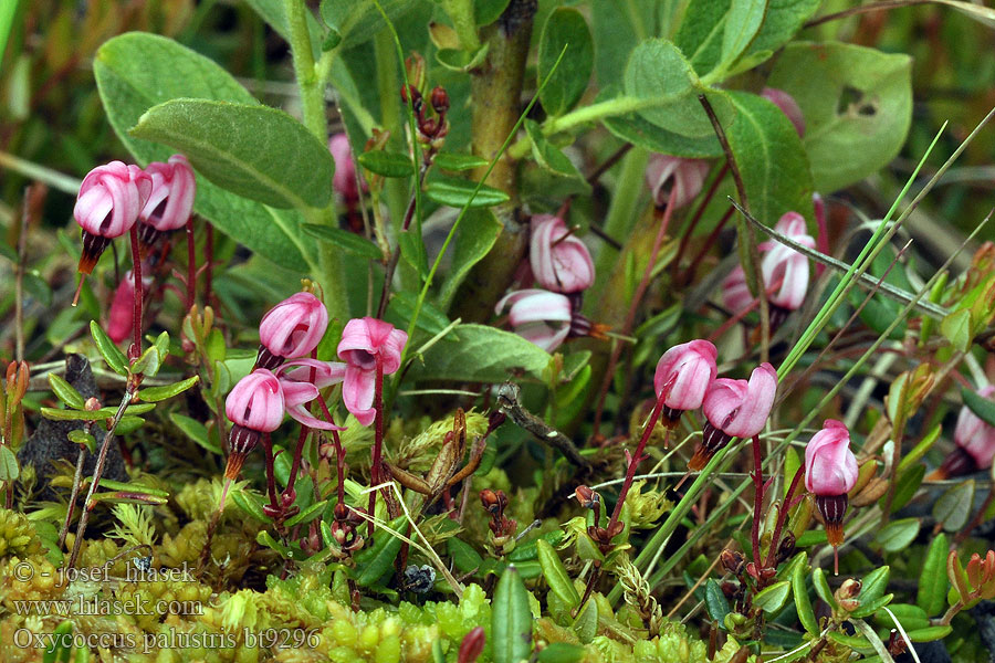 Oxycoccus palustris Vaccinium Gemeine Moosbeere