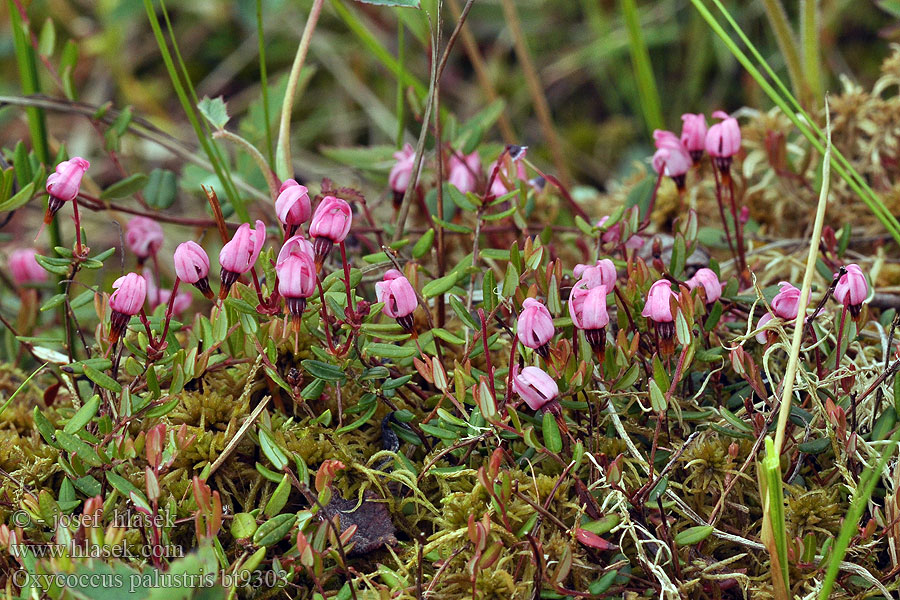 Oxycoccus palustris Vaccinium Cranberry