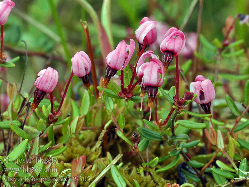 Oxycoccus palustris Vaccinium Żurawina błotna