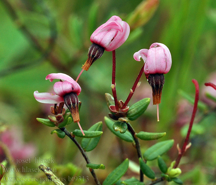 Oxycoccus palustris Vaccinium Tranebær Kľukva močiarna