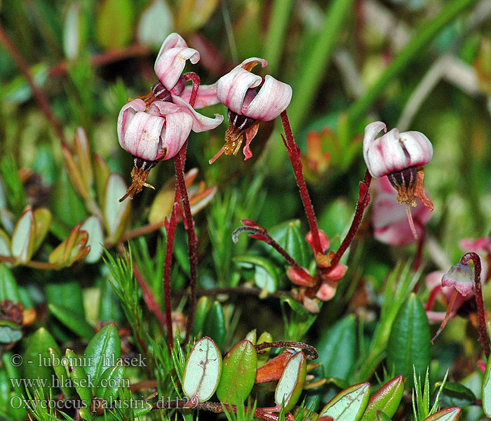 Oxycoccus palustris Vaccinium Kuva Isokarpalo Tranbär Kleine veenbes