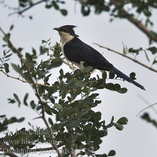 Oxylophus jacobinus Clamator Bontnuwejaarsvoël Montoe-phatšoa Tihunyi Ilunga Legwaba iNkanku Pied Cuckoo Kukačka černobílá Jakobinerkuckuck Jacobinergøg Críalo Blanquinegro Jakobiinikäki Coucou jacobin Cuculo bianco nero クロシロカンムリカッコウ Jacobijnkoekoek Kukułka czarno-biała Cuco-jacobino Jakobinskatgök Kukavica stračia Jakobinska kukavica Alaca guguk 斑翅凤头鹃