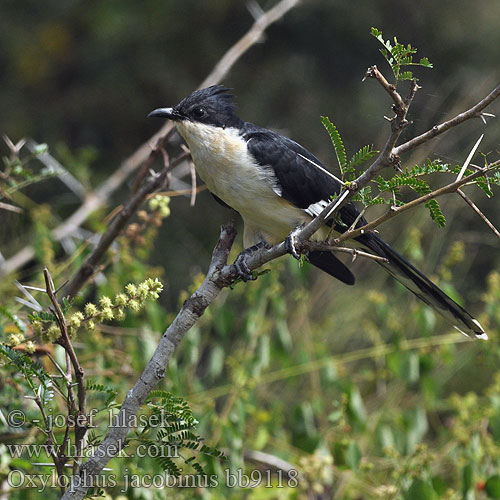 Pied Cuckoo Kukačka černobílá Jakobinerkuckuck Jacobinergøg Críalo Blanquinegro Jakobiinikäki Coucou jacobin Cuculo bianco nero クロシロカンムリカッコウ Jacobijnkoekoek Kukułka czarno-biała Cuco-jacobino Jakobinskatgök Kukavica stračia Jakobinska kukavica Alaca guguk 斑翅凤头鹃 Oxylophus jacobinus Clamator Bontnuwejaarsvoël Montoe-phatšoa Tihunyi Ilunga Legwaba iNkanku