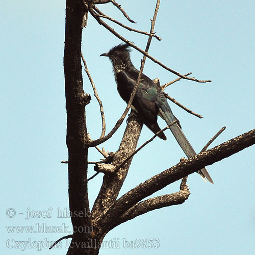 Oxylophus levaillantii Clamator cafer caffer Levaillant's Cuckoo Gestreepte Nuwejaarsvoël Kekeo Michirizi-meusi Tihunyi Kukačka pruhoprsá Kapkuckuck Akacieskadegøg Críalo Listado Palmikkokäki Coucou Levaillant Cuculo Levaillant ムナフカンムリカッコウ Kukułka żałobna Cuco Cafraria Büyük alaca guguk