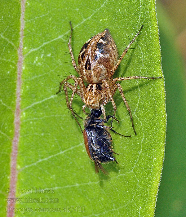 Oxyopes ramosus Paslíďák keřový