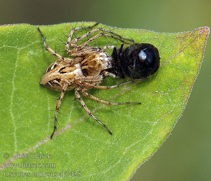 Oxyopes ramosus Luchsspinne