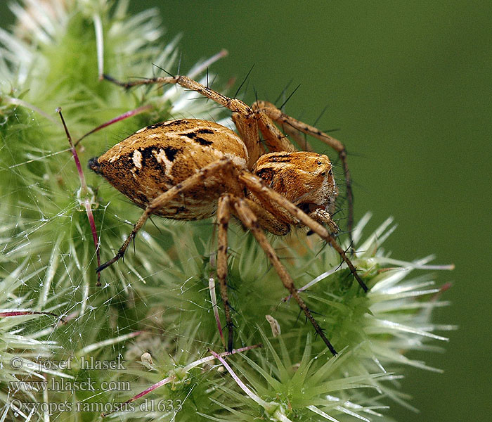 Oxyopes ramosus Śpiesznik rysień