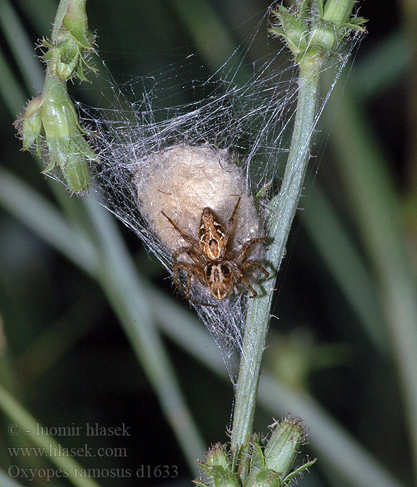 Oxyopes ramosus Prachtlynxspin