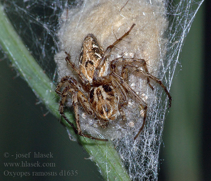 Oxyopes ramosus Praktlospindel