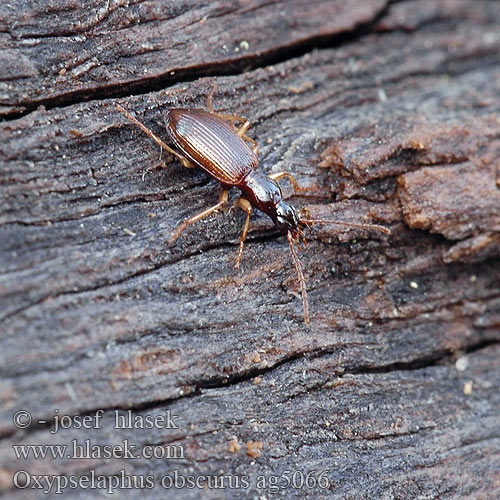 Oxypselaphus Platynus obscurus ag5066