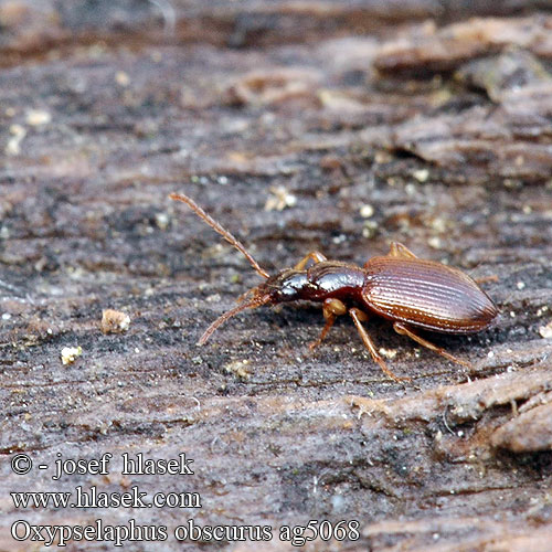 Oxypselaphus Platynus obscurus ag5068