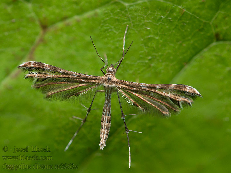 Oxyptilus distans Crombrugghia Pernatuška škardová