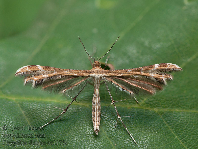 Oxyptilus distans Pierkavec škardový Пальцекрылка жёлтая